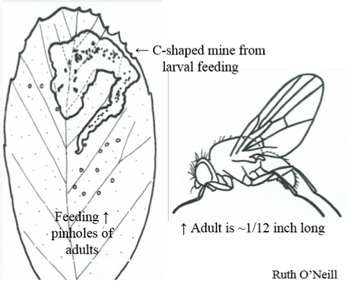 black and white illustration of enlarged adult leaf miner and leaf with feeding pinholes and c-shaped mine from larval feeding
